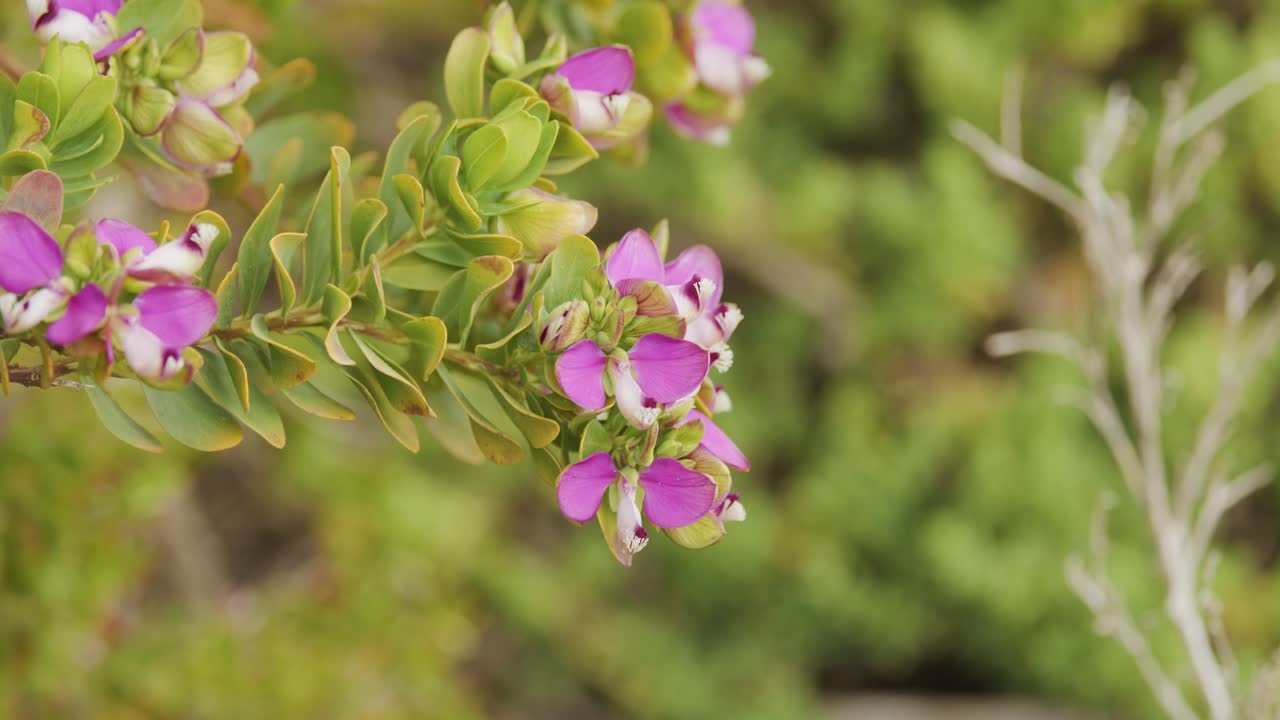 Camera slowly pans across Myrtle leaf Milkwort shrub with vibrant purple flowers, soft daylight