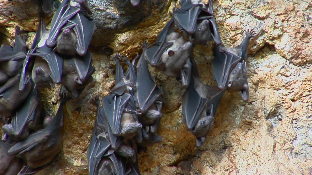 летучие мыши висят на стене в храме пура гоа лавах или храме в пещере летучих мышей в индонезии