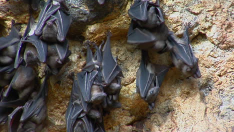 bats hang on a wall at the pura goa lawah temple or bat cave temple in indonesia