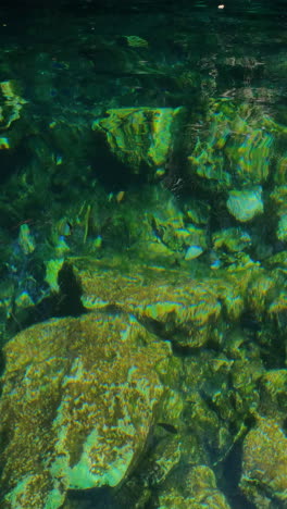 vertical video, mexican cenote emerald water, rocks and fish, underwater shot