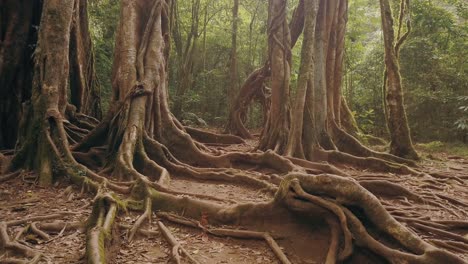 slow rotating shot over big roots of a large tropical tree in the rainforest of bali, indonesia in 4k