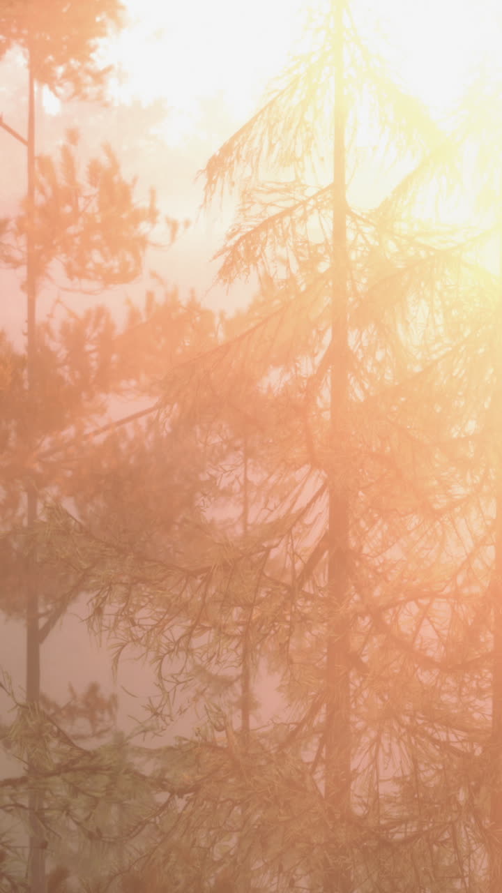 안개 숲 에서 해가 뜨는 것