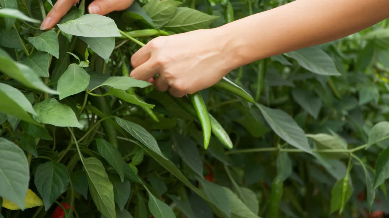las manos de la mujer arrancan y recogen pimientos verdes maduros en una granja - cámara lenta de primer plano