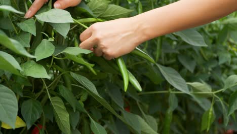 Woman-Hands-Pluck-and-Gather-Ripe-Green-Long-Serrano-Peppers-in-a-Farm---closeup-slow-motion