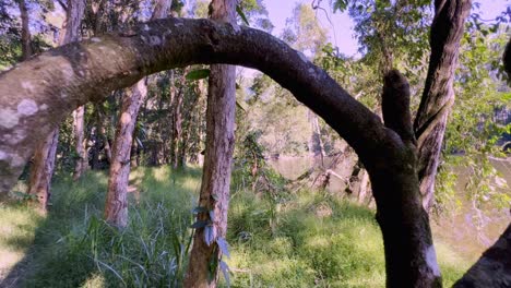 tree with a  large loop in the main trunk.