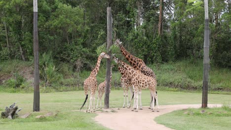 dos jirafas se unen e interactúan al aire libre