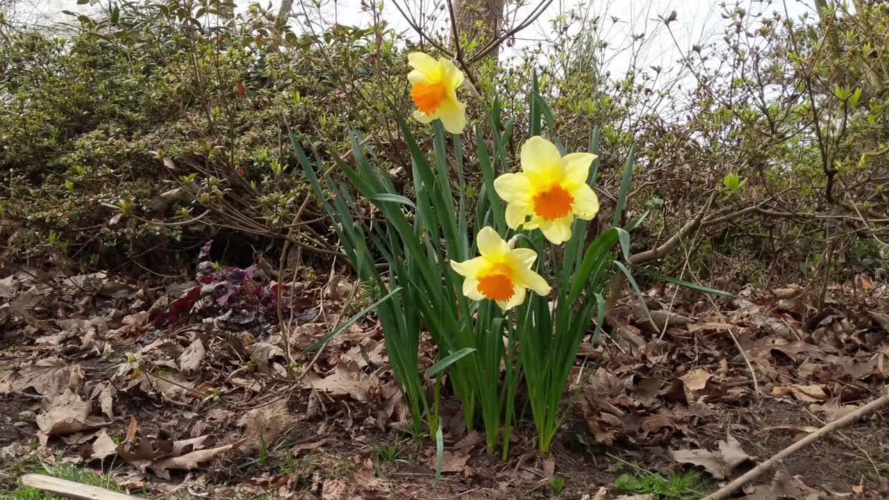 narcisos amarillos moviéndose en un viento que sopla suavemente en un cálido día de primavera, cubierta de suelo de corteza de belleza