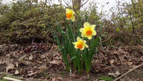 Yellow-daffodils-moving-in-a-gently-blowing-wind-on-a-warm-spring-day,-beauty-bark-ground-cover