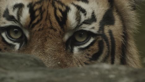 tiger got eyes locked on prey hiding behind a rock, ready to hunt