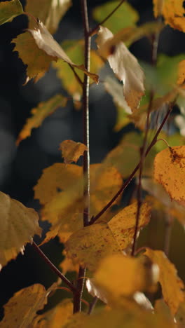 primer plano de una rama de otoño con hojas doradas iluminadas por la cálida luz del sol, el suave resplandor natural destaca las delicadas texturas de las hojas, en la naturaleza con un fondo borroso