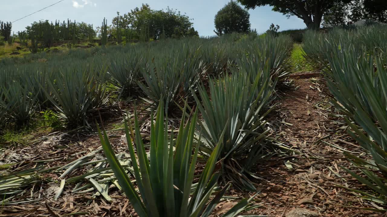 File di piante di Agave Blu in un vasto campo, circondate da alberi e vegetazione naturale sotto la luce del sole pomeridiano. Panoramica statica della telecamera verso destra ripresa in 4K a Tequila, Jalisco, Messico.
