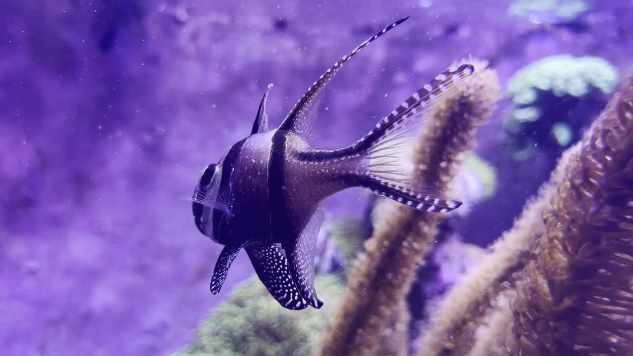 Banggai cardinalfish fish with beautiful pattern turns back to viewer