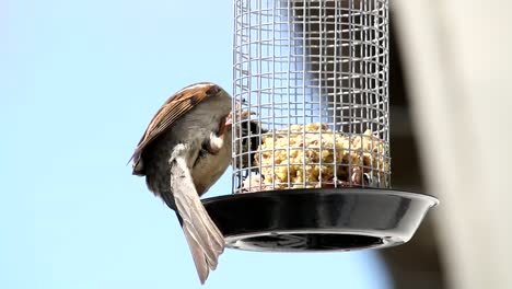 house sparrow in outdoor grabbing food from feeding cage