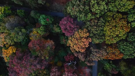 a high angle, aerial view over colorful trees in a large park on a sunny day in autumn