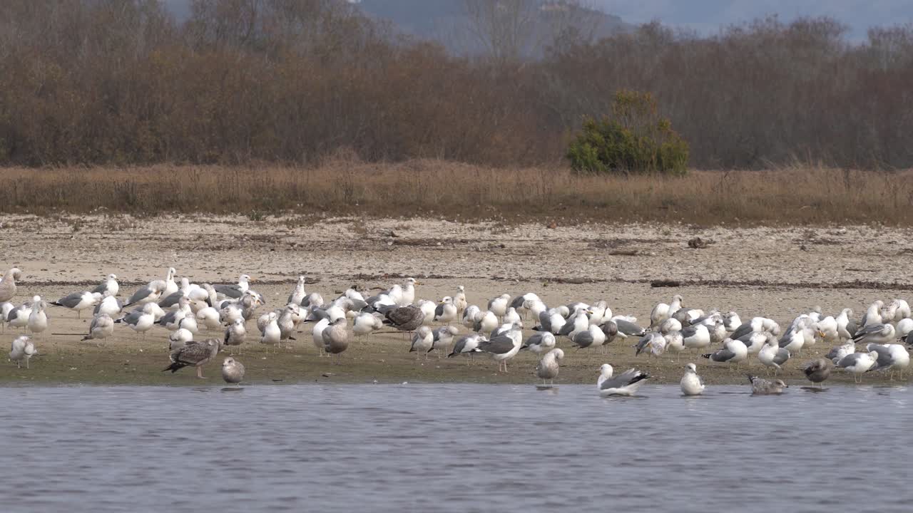 캘리포니아 카멜 리버 주립 해변에서 쉬고 있는 갈매기들