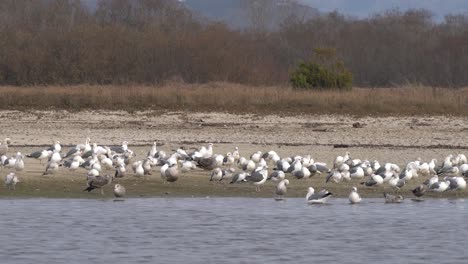 Gulls-resting-at-Carmel-River-State-Beach,-California