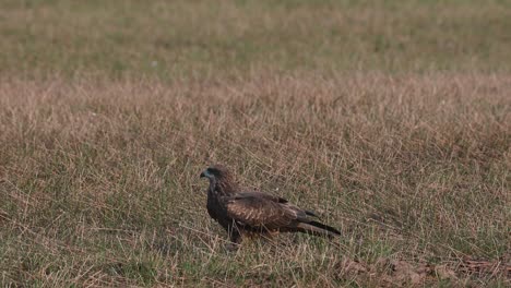 Facing-to-the-left-while-on-the-grass-looking-around-as-one-Kite-flies-by,-Black-eared-Kite-Milvus-lineatus-Pak-Pli,-Nakhon-Nayok,-Thailand