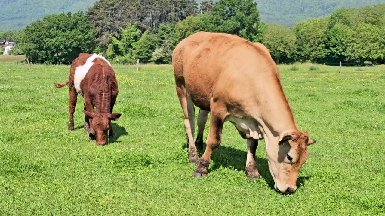 Sapi makan rumput di padang hijau, pohon sebagai latar belakang
