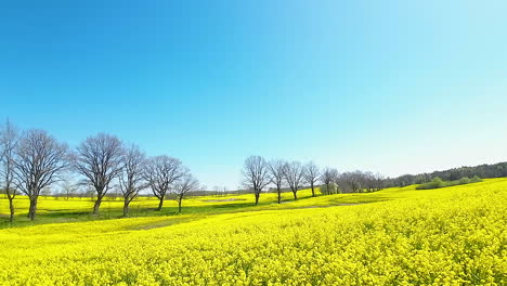 rapeseed field with a backdrop of bare trees against a blue sky