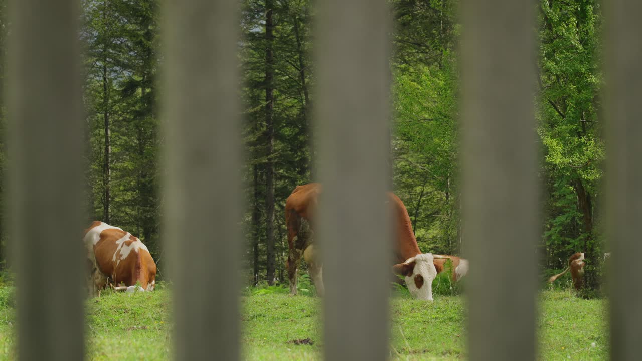 Cows grazing in a grassy field, seen through vertical fence bars