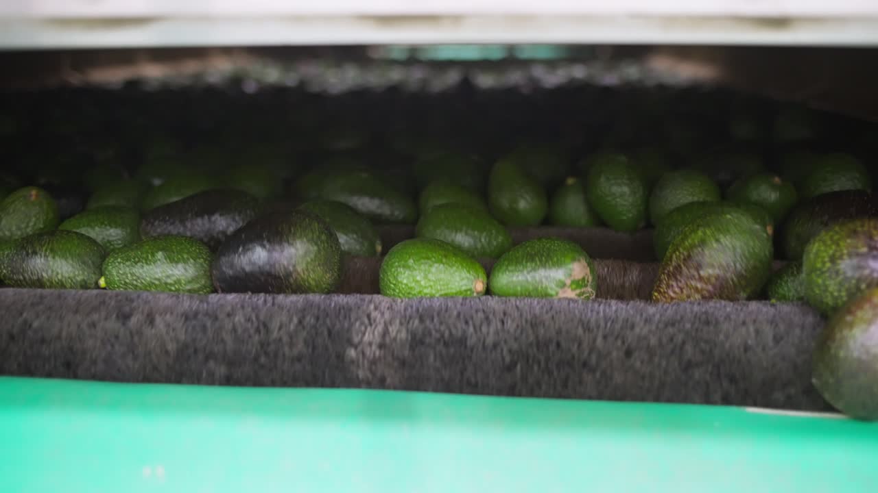 casa de embalaje de aguacate disparo en cámara lenta de aguacates siendo cepillado