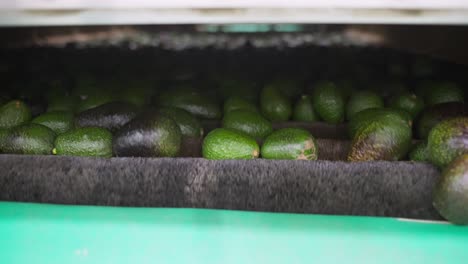 Avocado-Verpackungshaus-Zeitlupenaufnahme-Von-Avocados,-Die-Gebürstet-Werden