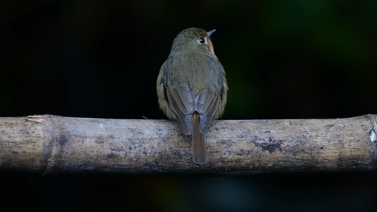 papamoscas azul de la colina posado en un bambú, cyornis whitei