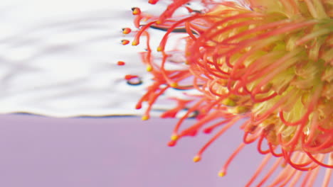 proteas de almohadilla vibrante bajo el agua