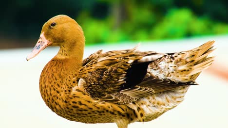 a close-up view of a native speckled golden duck in asia