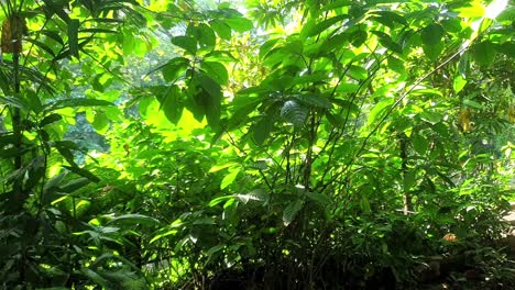 static shot of attractive foliage in different shades of green for a nice background