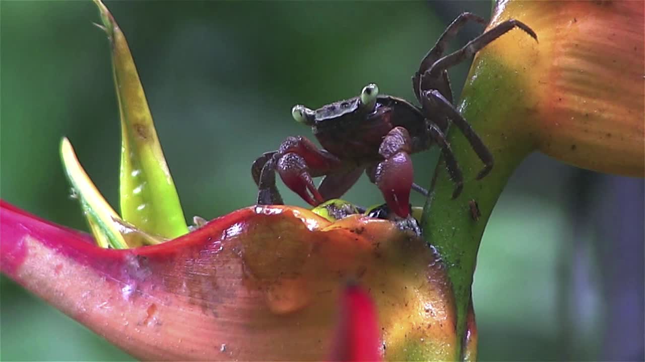 게는 화려한 나무에 앉아