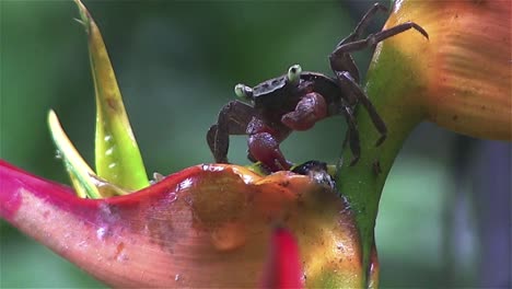 a crab sits in a colorful tree