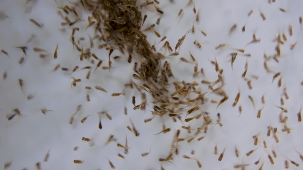 alevines de peces nacidos y nadando en aguas turbulentas en una piscifactoría administrada por la comunidad local, especies de peces cíclidos de tilapia
