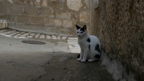 Gatito-Sentado-En-El-Callejón-Del-Casco-Antiguo,-Gato-Callejero-Sin-Hogar-En-La-Calle,-Croacia