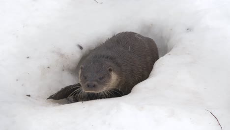 curious little otter surfacing out of frozen hole in the thick ice - medium close up slow-motion shot