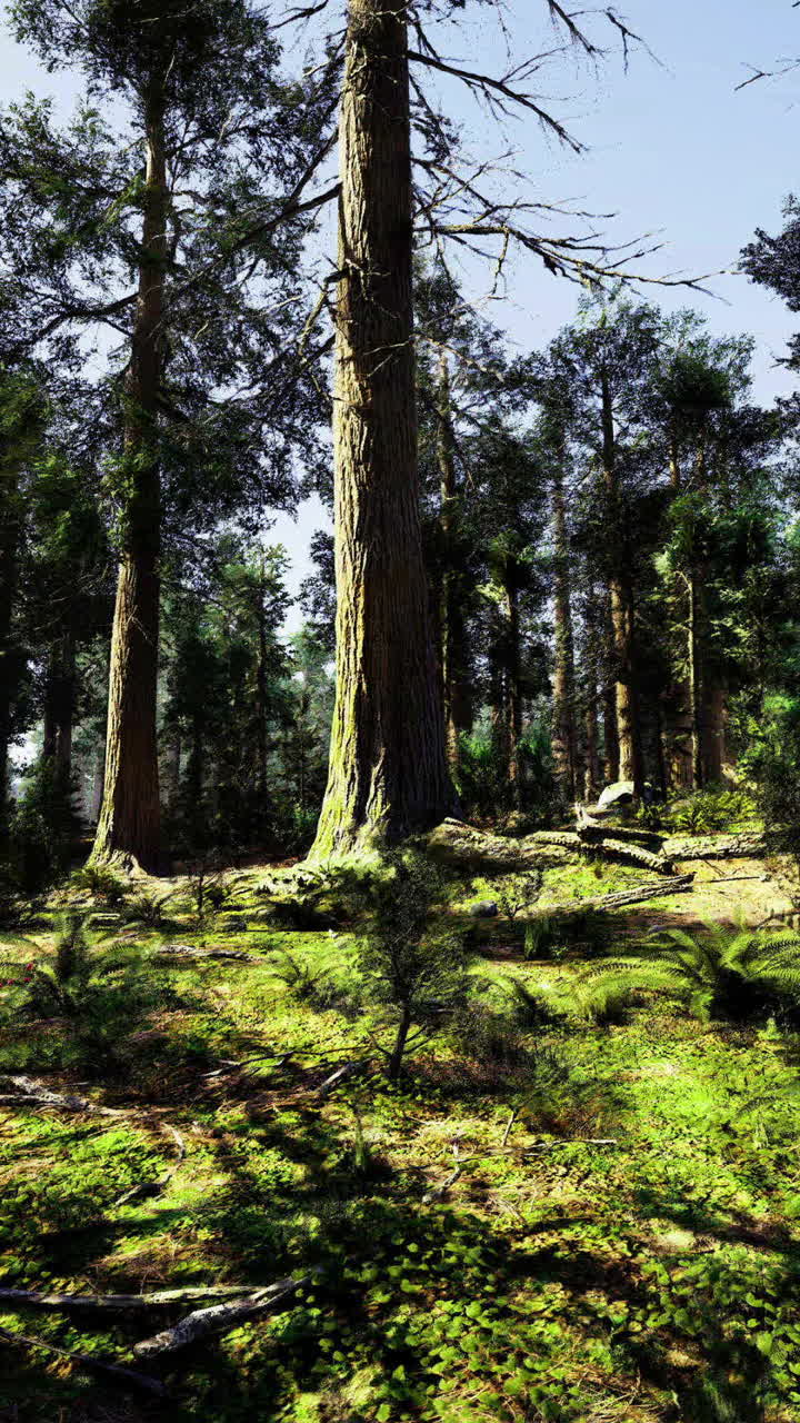 Maestoso paesaggio forestale con la luce del sole che filtra attraverso gli alberi ad alto fusto