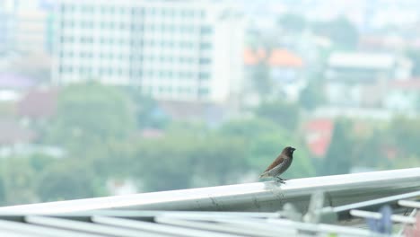 bird resting and observing from a high perch