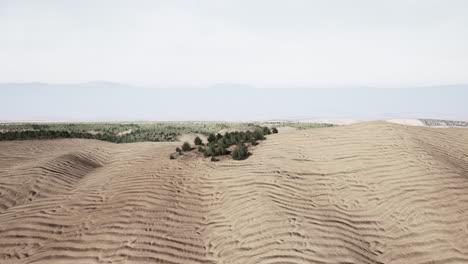 green grass in liwa desert