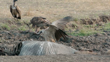 slow-motion-shot-of-vultures-next-to-a-dead-hippo-in-dry-African-grassland