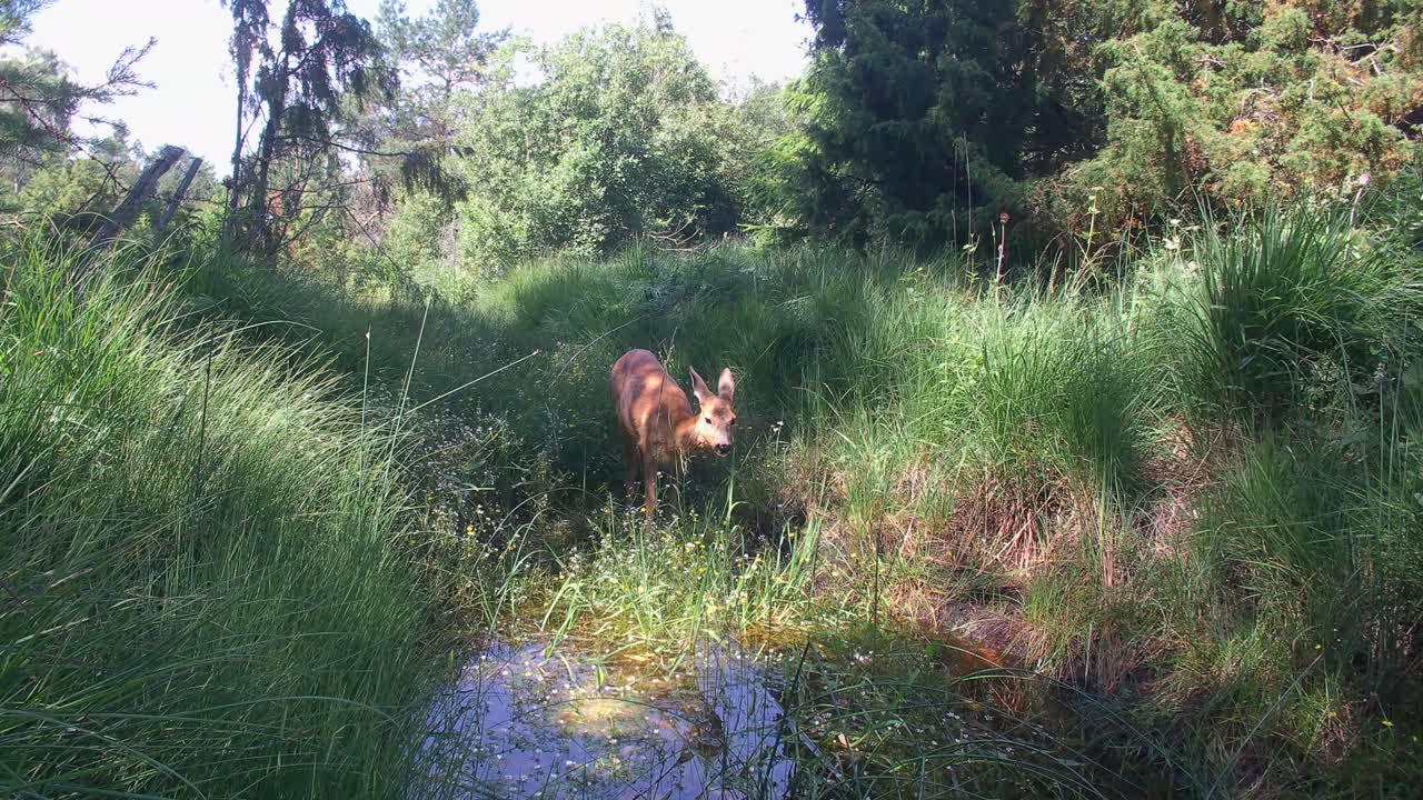 Female roe deer (Capreolus capreolus) drinking at a waterhole in a dry summer. Estonia
