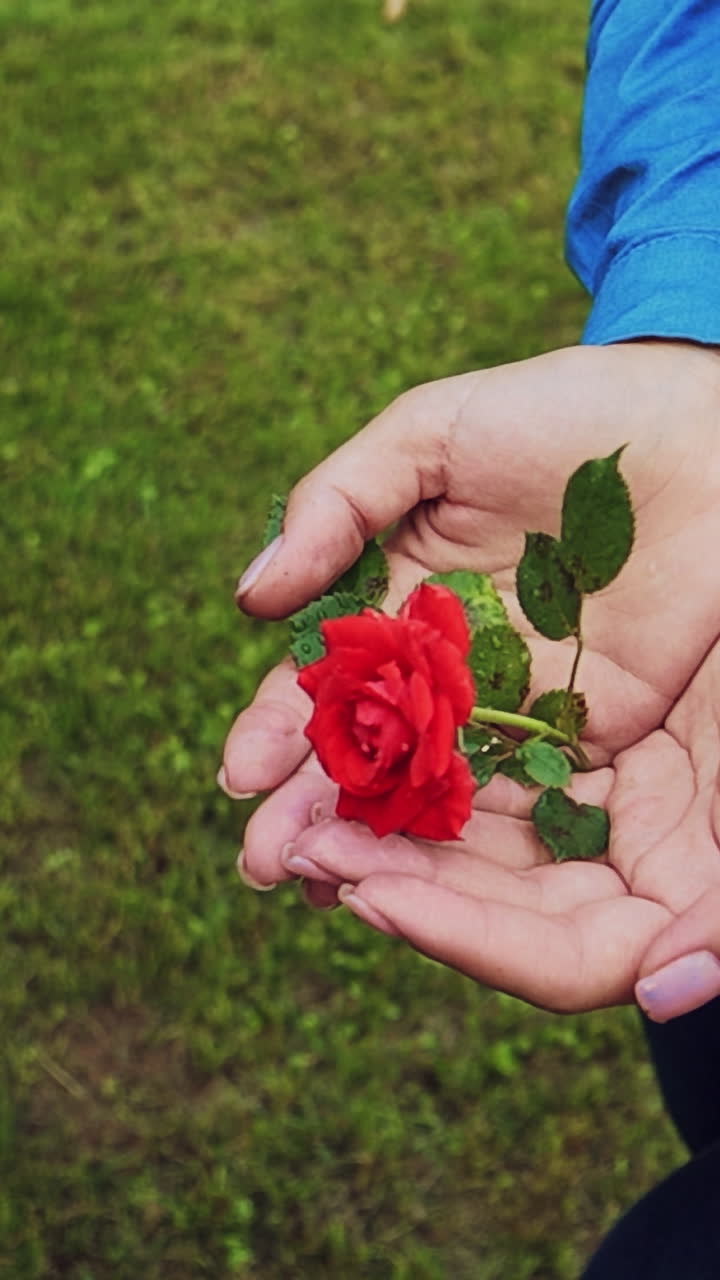 Hands of a woman with red rose Vertical video