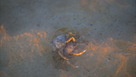 two longnose spider crabs fighting each other for the carcass of a horseshoe crab in the shallow waters of a lagoon near cancun mexico