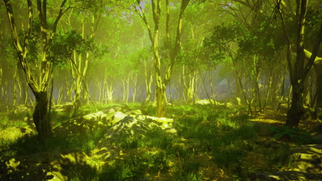 bosque verde exuberante con la luz del sol filtrando a través de árboles densos y follaje