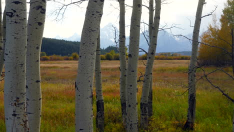 Jackson-Lake-Goldener-Herbst-Gelber-Espenbaum-Groove-Grand-Teton-Peaks-Nationalpark-Im-Hintergrund-Yellowstone-Eingang-Hohes-Gras-Jackson-Hole-Wyoming-Sonneneruption-Filmisch-Langsam-Schwenk-Nach-Links-Bewegung