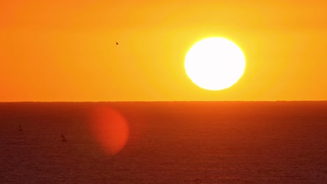 Toma-En-Cámara-Lenta-De-Siluetas-Negras-De-Gaviota-Voladora-Contra-El-Cielo-Naranja-Del-Atardecer