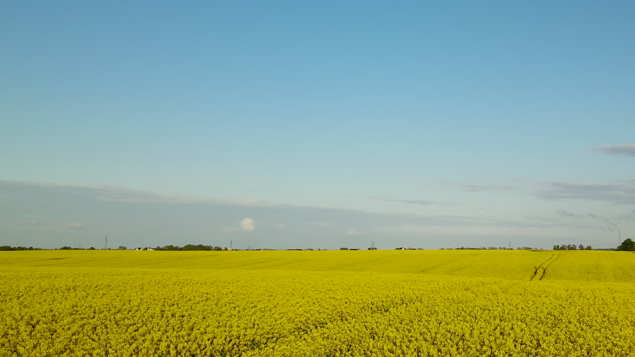 농촌 폴란드, kadra, 공중에서 카놀라유 꽃의 노란색 필드