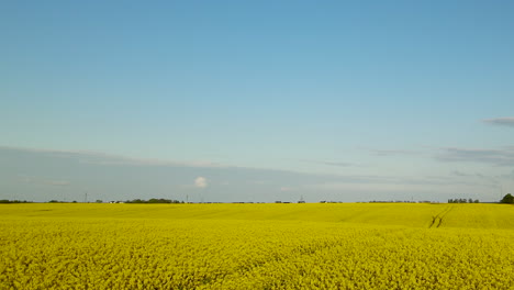 Yellow-field-of-canola-oil-flowers-in-rural-Poland,-Kadra,-aerial