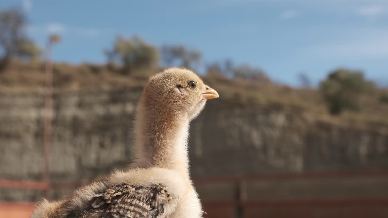 Charming baby chicken chirping in slow motion with wide open beak