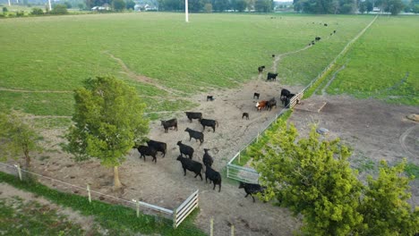 Static-aerial-shot-of-angus-cattle-walking-into-a-gated-patch-of-land-[4k