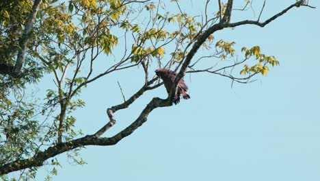 Seen-shaking-its-feather-while-drying-them-with-its-back-facing-the-morning-sun,-Crested-Serpent-Eagle-Spilornis-cheela,-Kaeng-Krachan-National-Park,-Thailand